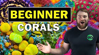 5 BEST BEGINNER CORALS [upl. by Fen]