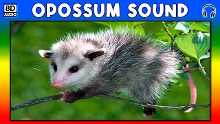 🦡 OPOSSUM SOUND  OPOSSUM SOUND EFFECT  SOUND OF OPOSSUM  NOISE OF OPOSSUM [upl. by Nauqes]