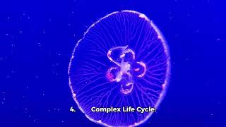 The Irukandji Jellyfish  Top 10 beautiful facts [upl. by Yltsew]