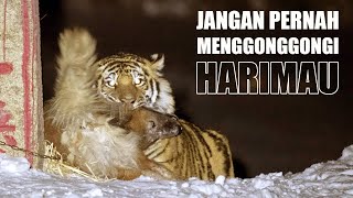 Harimau Menyerang Anjing yang Menggonggonginya [upl. by Crary]