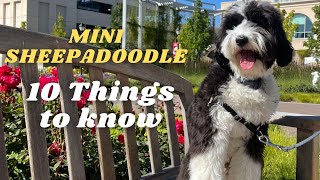 10 Things to Know about Mini Sheepadoodle [upl. by Reifnnej]