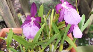 Orquídea Miltonia Spectabilis Variedad Moreliana  Alma del Bosque [upl. by Ihtraa]