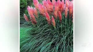 Cortaderia  garden plants [upl. by Elleyoj300]