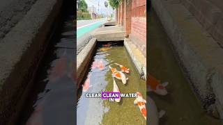 Koi Fish Thriving in Japan’s Clear Drains✨😮 koi japan fish drainage [upl. by Dadivitan]