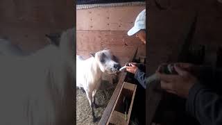 How To Deworm A Miniature Horse [upl. by Rutter]