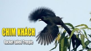 Chim khách Racket tailed Treepie [upl. by Rebekkah]