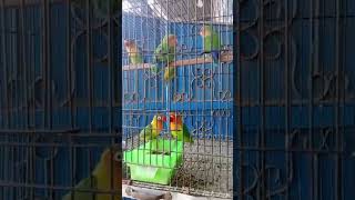 Green Fisher Love Bird colony setup 🙀African [upl. by Senaj558]