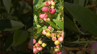 How to grow Pink Lemonade Blueberry Plants gardening [upl. by Ibloc]