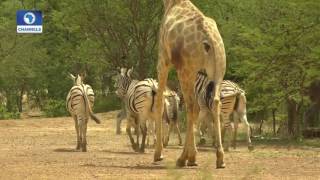 Eye Witness Exploring Yankari Game Reserve amp Sumu Wildlife Park Pt 2 [upl. by Verdie]