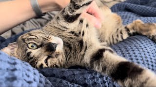 F2 Savannah Cat Enjoying Her Belly And Chin Rubs And Purring So Loud Cuteness Overload [upl. by Nwonknu18]