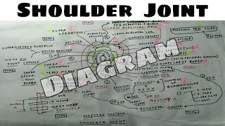 Shoulder Joint  6a  Diagram  Upper Limb Anatomy [upl. by Daria]