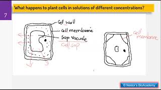 4 OSMOSIS WATER RELATIONS IN PLANTS AND ANIMALS [upl. by Roseanne516]