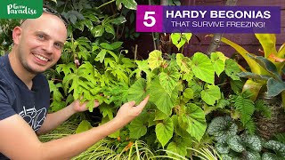 5 HARDY BEGONIAS you should be growing [upl. by Bunde662]