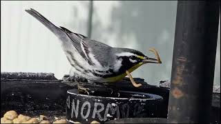 Norm our Yellow Throated Warbler preening before a Grackle begins sneaking up behind him [upl. by Annailuj226]