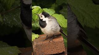 Whitewagtail wagged wagtail birds [upl. by Lefty]