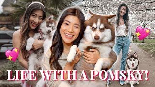 WHAT ITS REALLY LIKE OWNING A POMSKY PUPPY 10 THINGS I WISH I KNEW 🐶 [upl. by Shalne947]