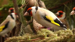 European Goldfinch [upl. by Jillian730]