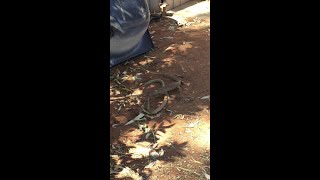 Goanna Faces Off and Wins Against Poisonous Snake  ViralHog [upl. by Lhary]