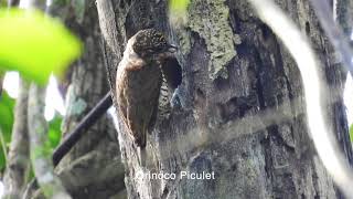 Birding in Inirida Colombia 2023 [upl. by Gothurd915]