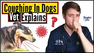 Top 8 MOST COMMON Causes Of COUGHING In Dogs  When To Worry About Your Dogs Cough  Vet Explains [upl. by Jori]