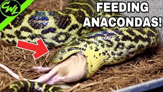 Feeding ALL MY ANACONDAS [upl. by Hurlbut]