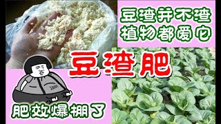 豆渣並不渣，植物都愛它  豆渣肥的四種做法  如何用豆渣做肥料 bean dregs fertilizer [upl. by Risa]