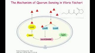 Quorum Sensing Cooperation and Conflict in Populations of the Opportunistic [upl. by Rodmur23]