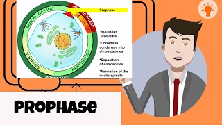 What happens in prophase [upl. by Antonin]