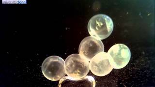 Threespined stickleback  Gasterosteus aculeatus  Egg development [upl. by Nolyag]