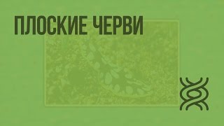 Плоские черви Видеоурок по биологии 7 класс [upl. by Corinne]