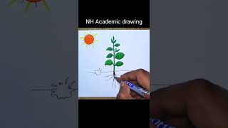 Photosynthesis diagram drawing [upl. by Tressia123]