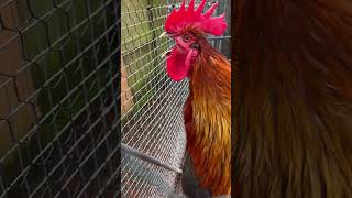 Close up of Black Copper Marans Cockerel  Rooster Crowing [upl. by Ciardap714]