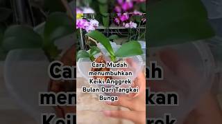 Cara Menumbuhkan Keiki Anggrek Bulan Dari Tangkai Bunga anggrekbulan plants garden shorts [upl. by Selle]