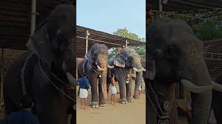 akkavila🔥🔥🔥 keraleeyan aana elephant [upl. by Jay929]