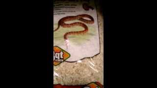 Substrates for corn snakes  which to use and not [upl. by Whitby]