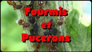 Fourmis et pucerons un intérêt commun [upl. by Attiuqehs]