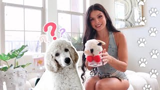 puppy essentials haul [upl. by Eibocaj]