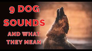 9 Dog Sounds Explained Decode Your Dog’s Language [upl. by Lenni]