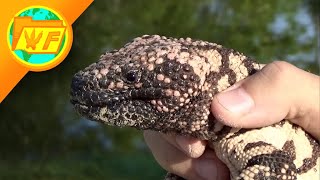 THIS is what happens when a GILA MONSTER BITES you [upl. by Basso]