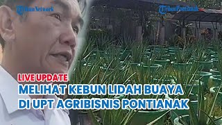 🔵Melihat kebun lidah buaya kebanggan masyarakat pontianak di UPT Agribisnis Pontianak [upl. by Quiteria]