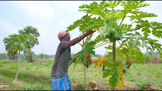 PAPAYA CHICKEN RECIPE  farm fresh papaya and chicken recipe by our grandfather amp grandmother [upl. by Ecniuq]