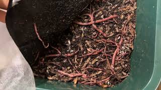 Prep For 6Lb Worm Delivery 2022 worms wormfarming wormbin redwigglers redworms viralvideo [upl. by Aleakcim]