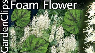 Foam Flower  Tiarella cordifolia  Grow Foam Flower [upl. by Anrahc]