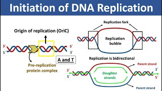 RNA secondary structure  Biology  Bioinformatics [upl. by Ecienal]