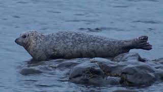 Inishmore Seal [upl. by Letsirk]