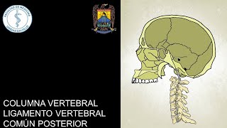 COLUMNA VERTEBRAL I LIGAMENTO VERTEBRAL COMÚN POSTERIOR [upl. by Snashall]