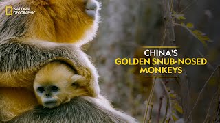 Chinas Golden SnubNosed Monkeys  The Hidden Kingdoms of China  Full Episode  S1E5 [upl. by Eevets684]