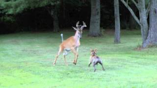 Bosco versus deer [upl. by Nudd]