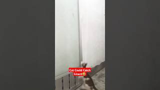 Cat Could Catch Lizard🤣 sortvideo catvideos catlover [upl. by Will]