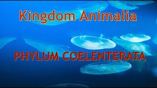 Phylum Cnidaria Coelenterata Characteristics and body forms [upl. by Graeme167]